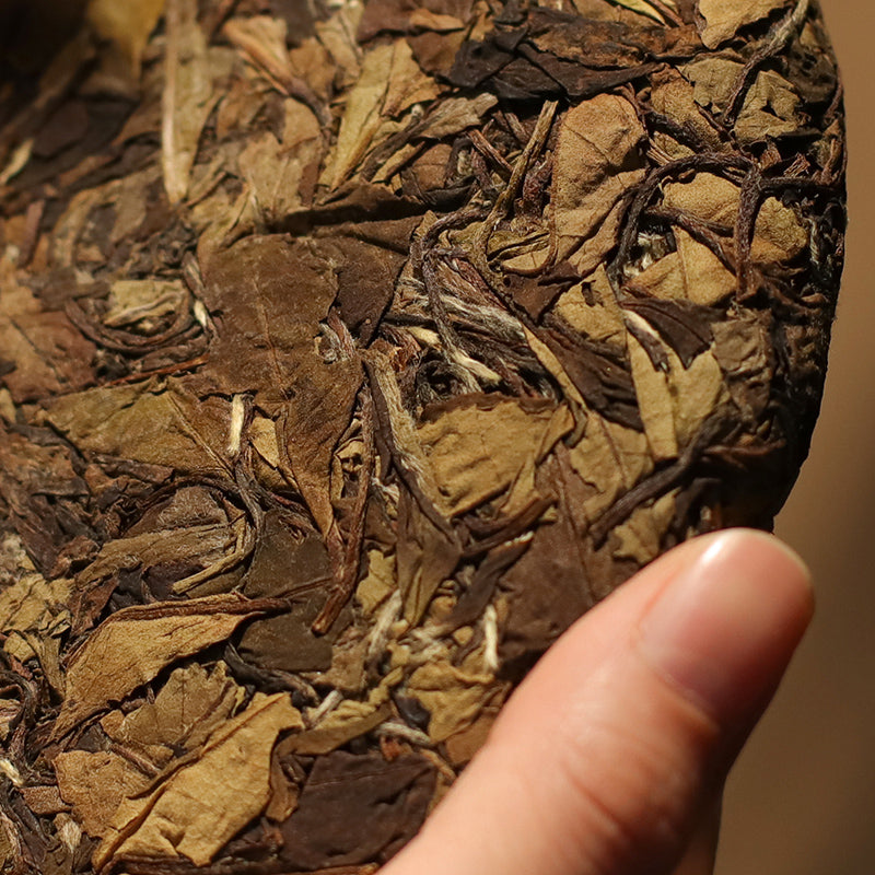 This is Chinese aged white tea shou mei tea