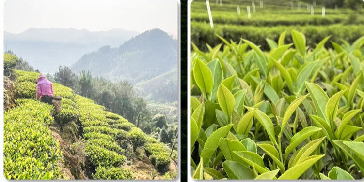 This is Chinese Oolong Shui Hsien Zhangping Shuixian