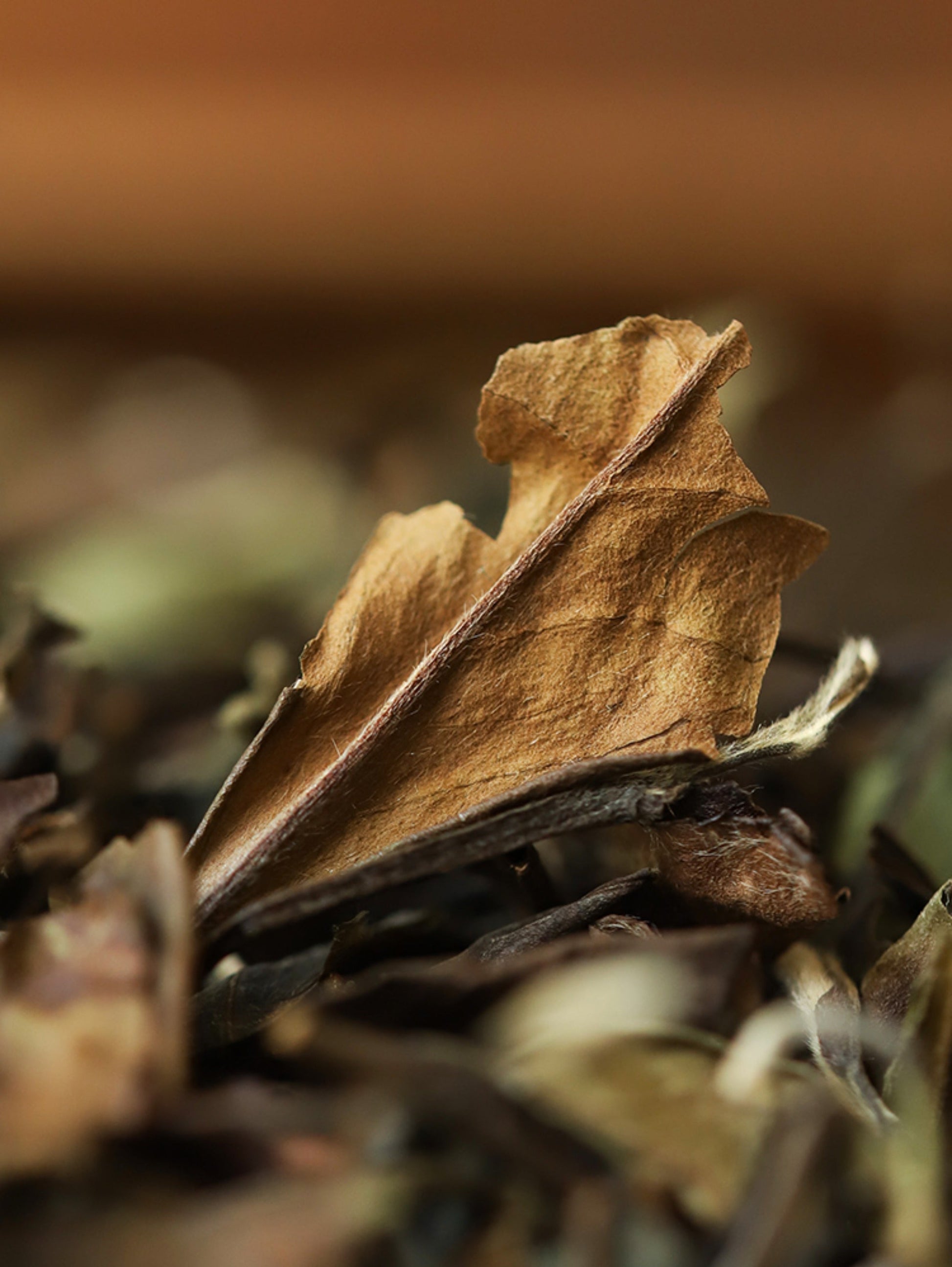 This is Chinese aged white tea shou mei tea