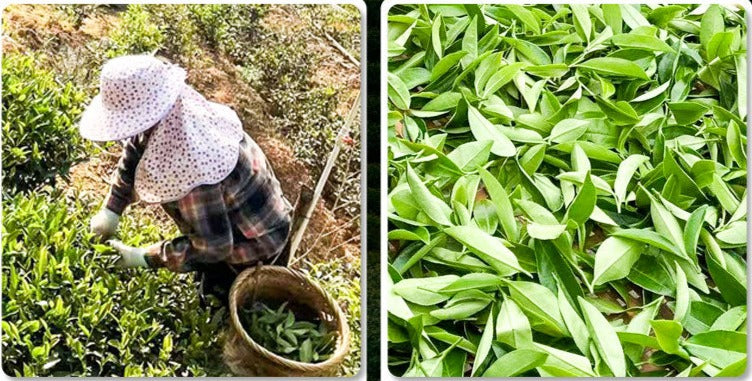 This is Chinese Oolong Shui Hsien Zhangping Shuixian