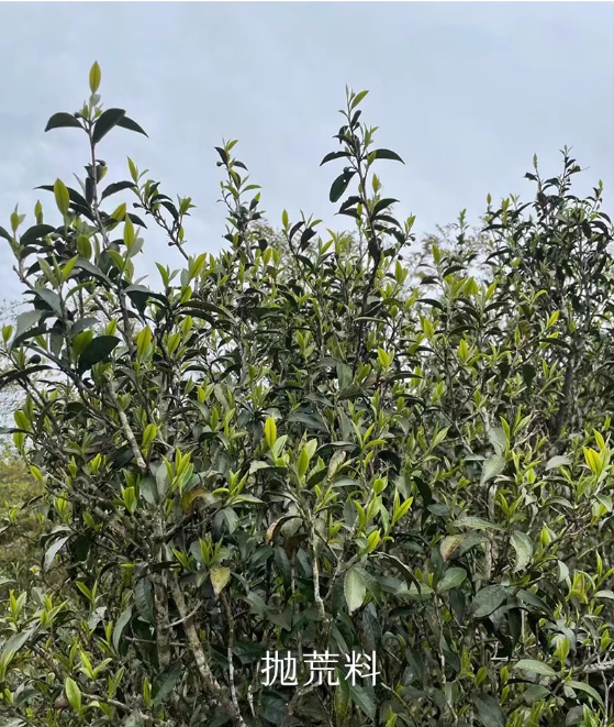 This is Chinese Oolong Tieguanyin Iron Goddess