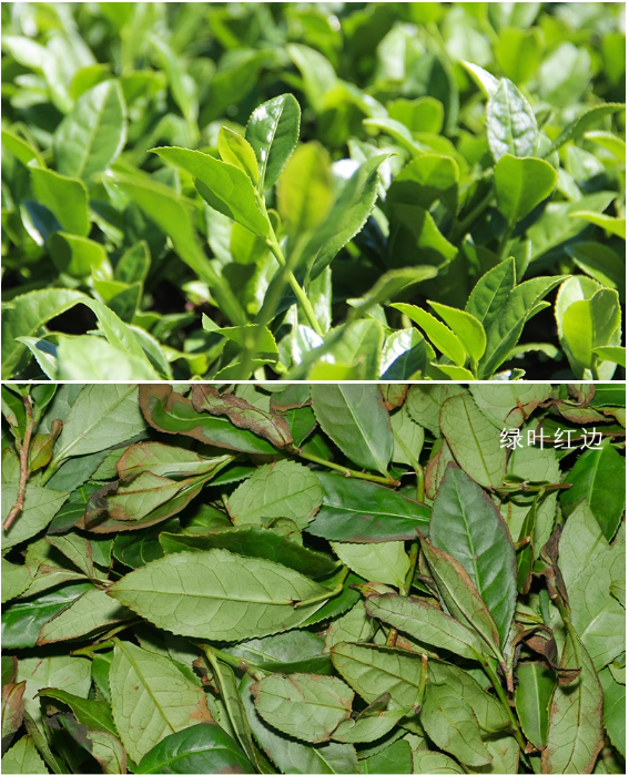 This is Chinese Oolong Tieguanyin Iron Goddess