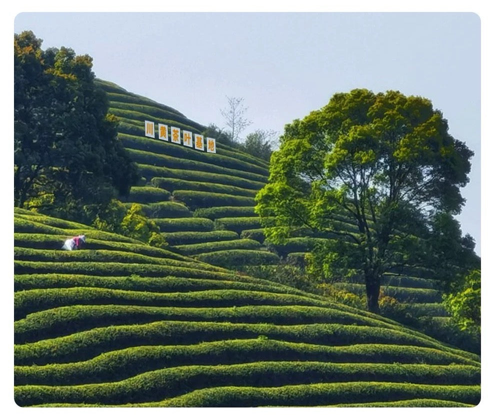 Chinese Premium Yellow Tea Mengding Mountain Yellow Buds Tea First Spring Harvest Sichuan Yellow Tea