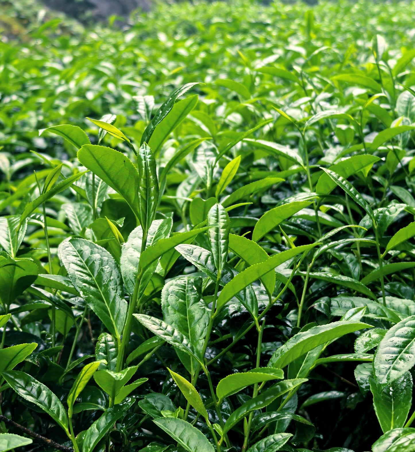 Premium Red Tea Chinese Authentic Lapsang Souchong Smokless High End Zhengshan Xiaozhong Black Tea