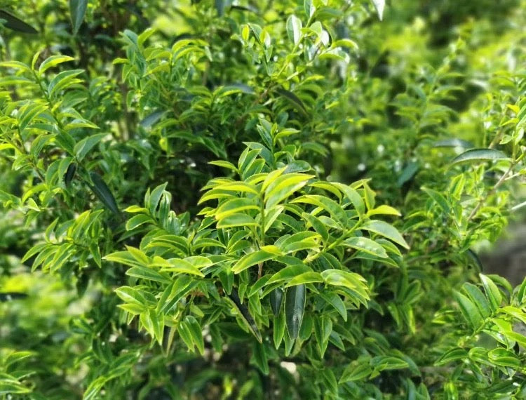 Chinese Fenghuang Dancong Oolong Phoenix Dancong Almond Scent High Mountain Wulong