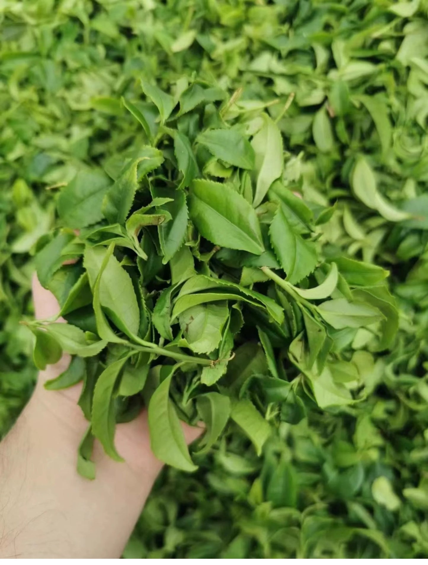 Chinese Fenghuang Dancong Oolong Phoenix Dancong Almond Scent High Mountain Wulong