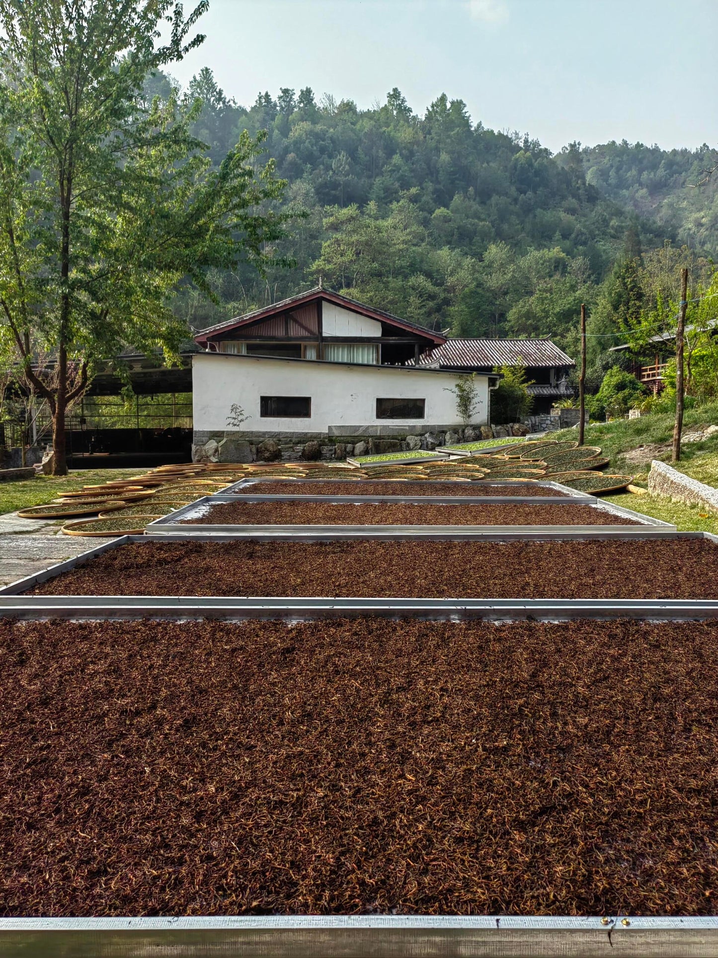 Chinese Yunnan Gushu Sun-dried Black Tea Aged Tree Red Tea Dianhong Mini Tea Cake