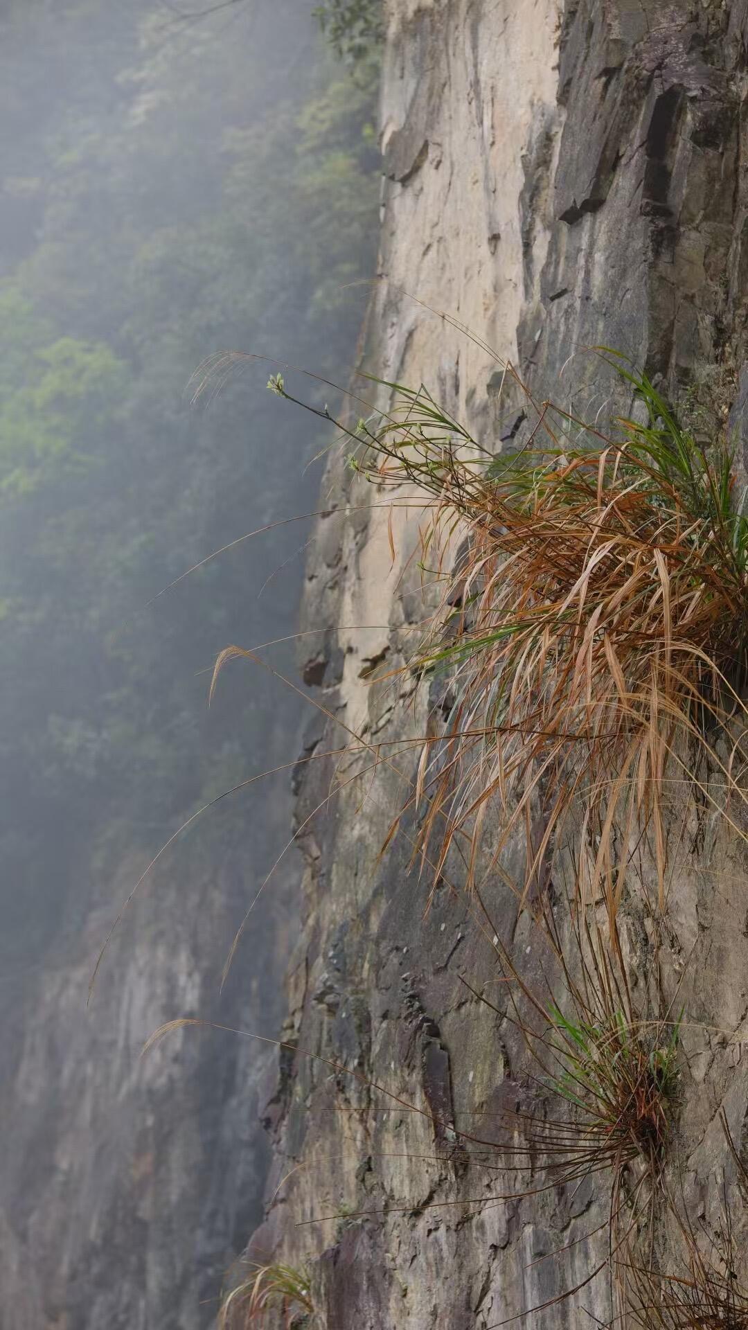 2018 Wild White Tea Shoumei Oragnic Fuding White Tea
