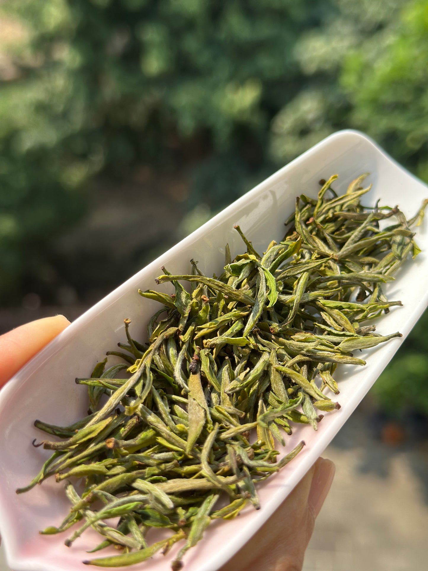 Huangshan Yellow mountain Maofeng Green Tea High Mountain Spring Tea