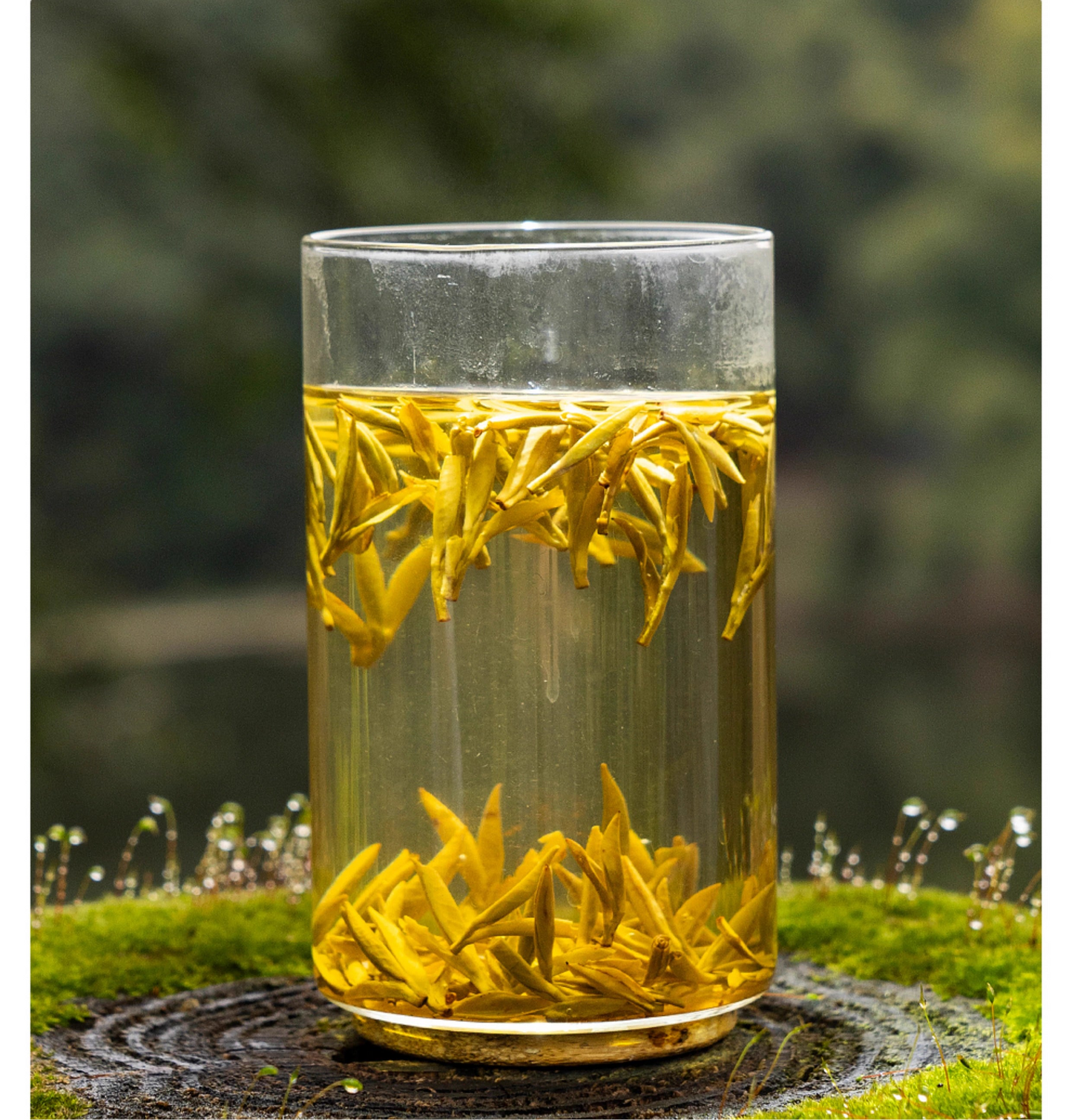 Chinese Premium Yellow Tea Mengding Mountain Yellow Buds Tea First Spring Harvest Sichuan Yellow Tea