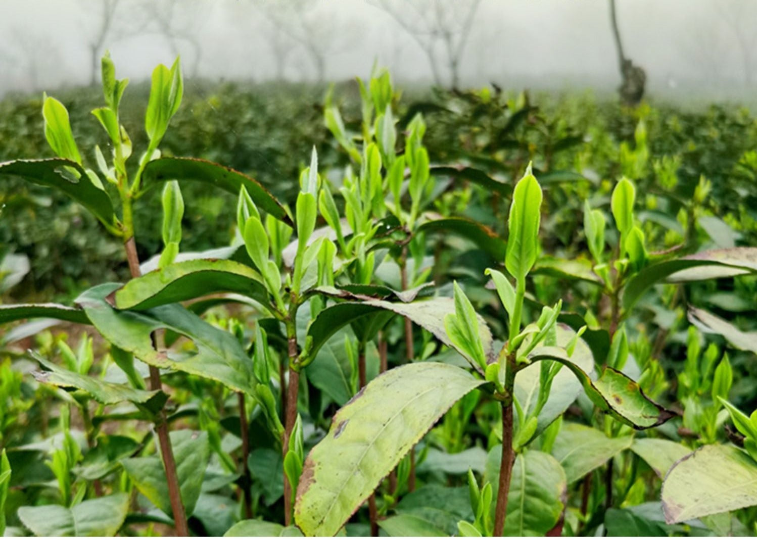 This is Chinese green tea huangshan maofeng