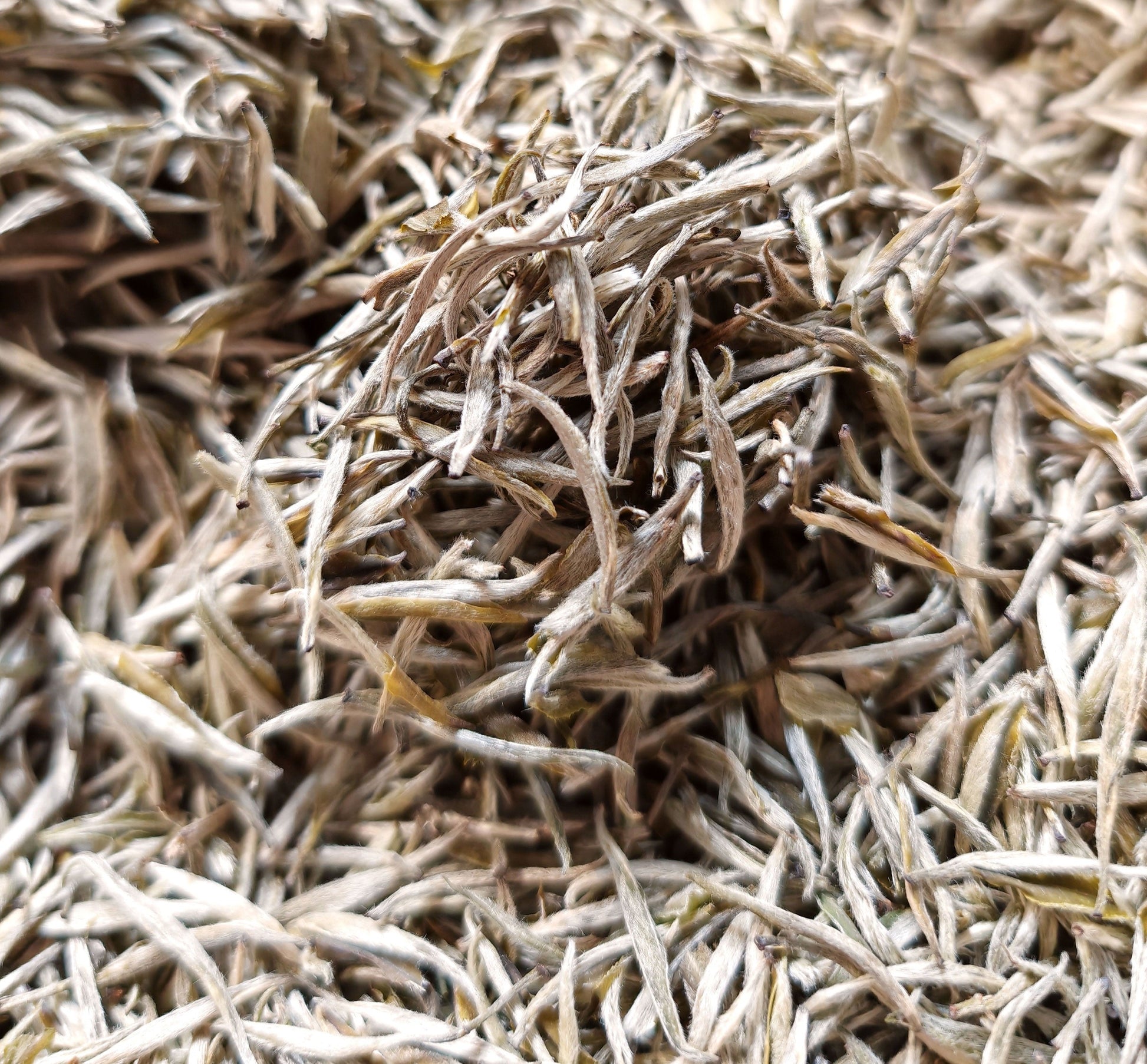 This is Chinese yellow tea Junshan silver needle