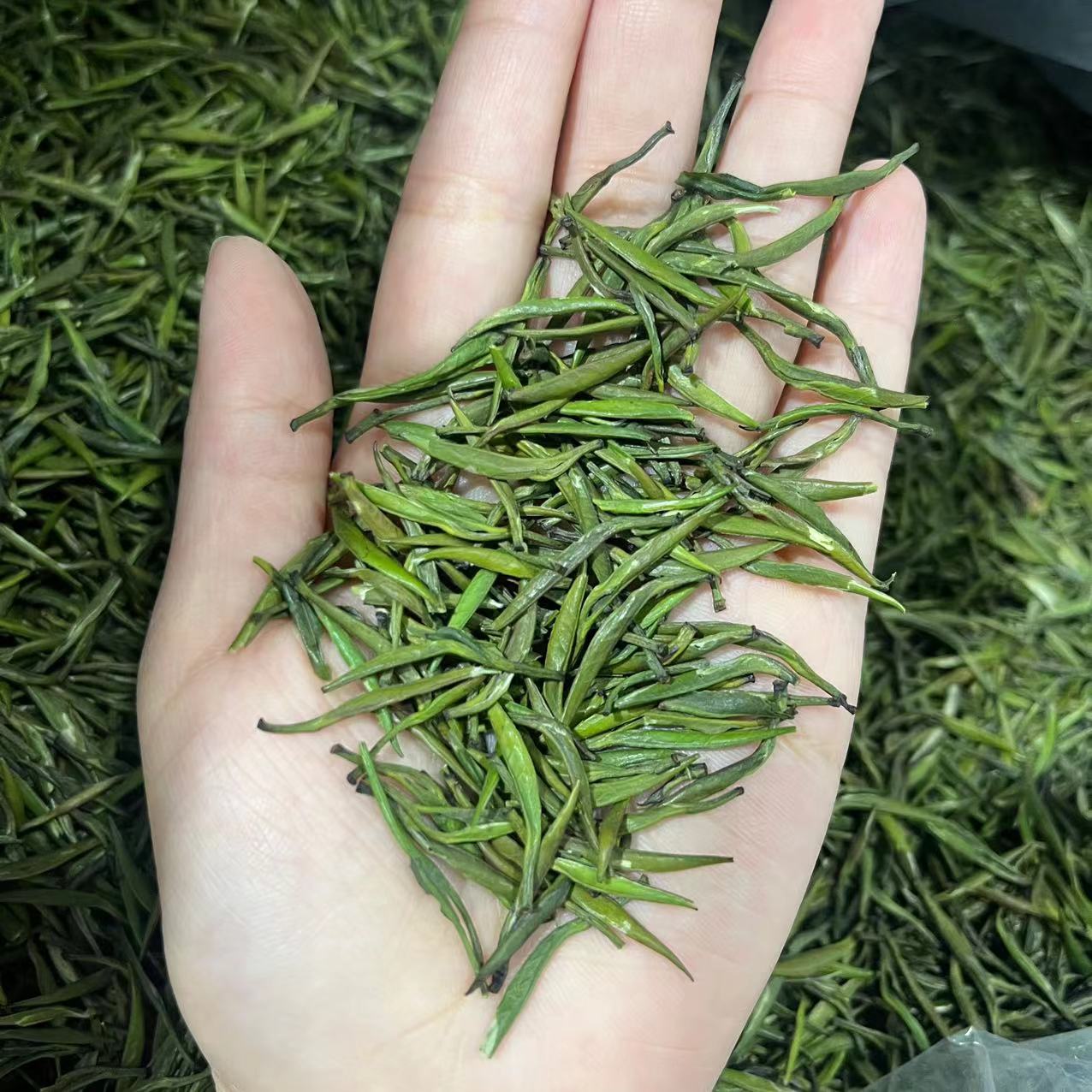 Chinese Taihu Green Bamboo Green Tea Spring Tea China Loose Tea Leaf