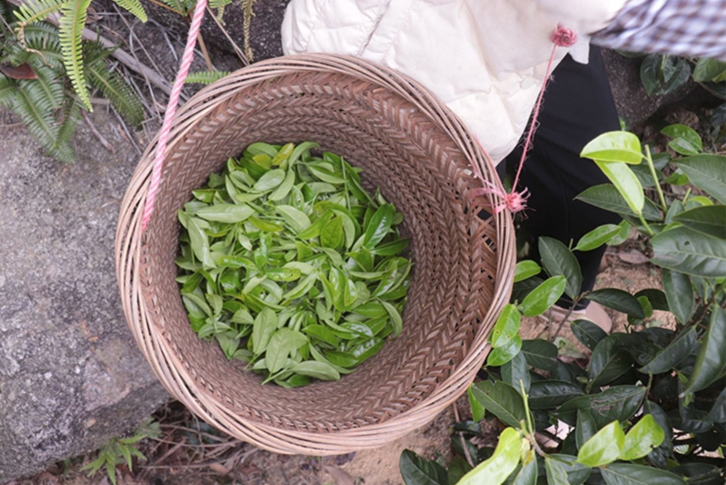 Oolong Tea Dancong Tea Xue Pian Wulong