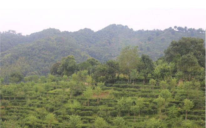 This is Chinese Aged Liubao Tea