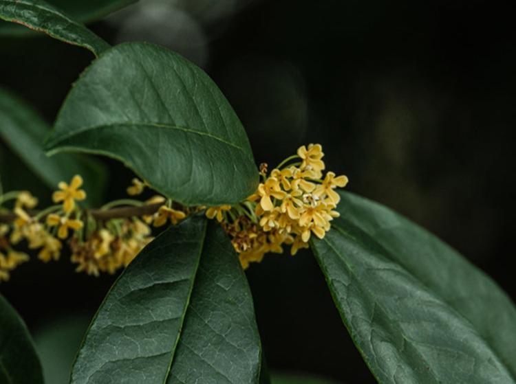 this is Chinese detox tea osmanthus jiuqu hongmei black tea