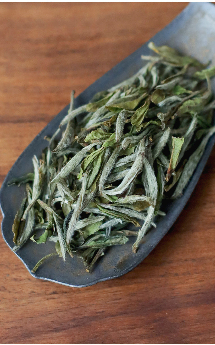 white peony baimudan white tea