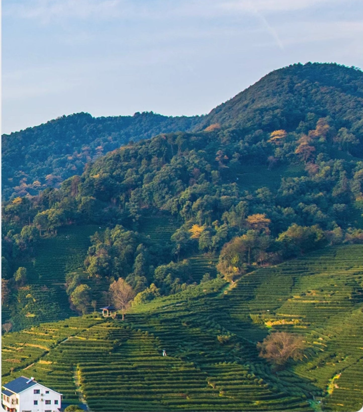 This is Chinese green tea Longjing Dragon Well