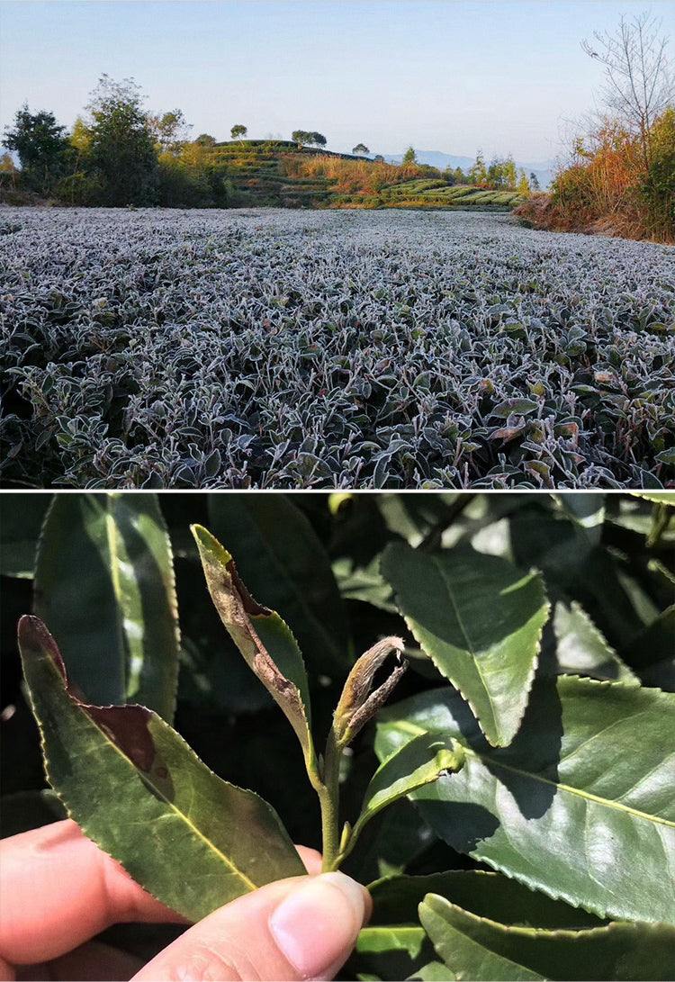 this is Chinese white peony baimudan white tea