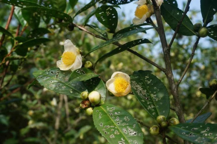 This is Chinese Floral Tea Flower Bud Tea