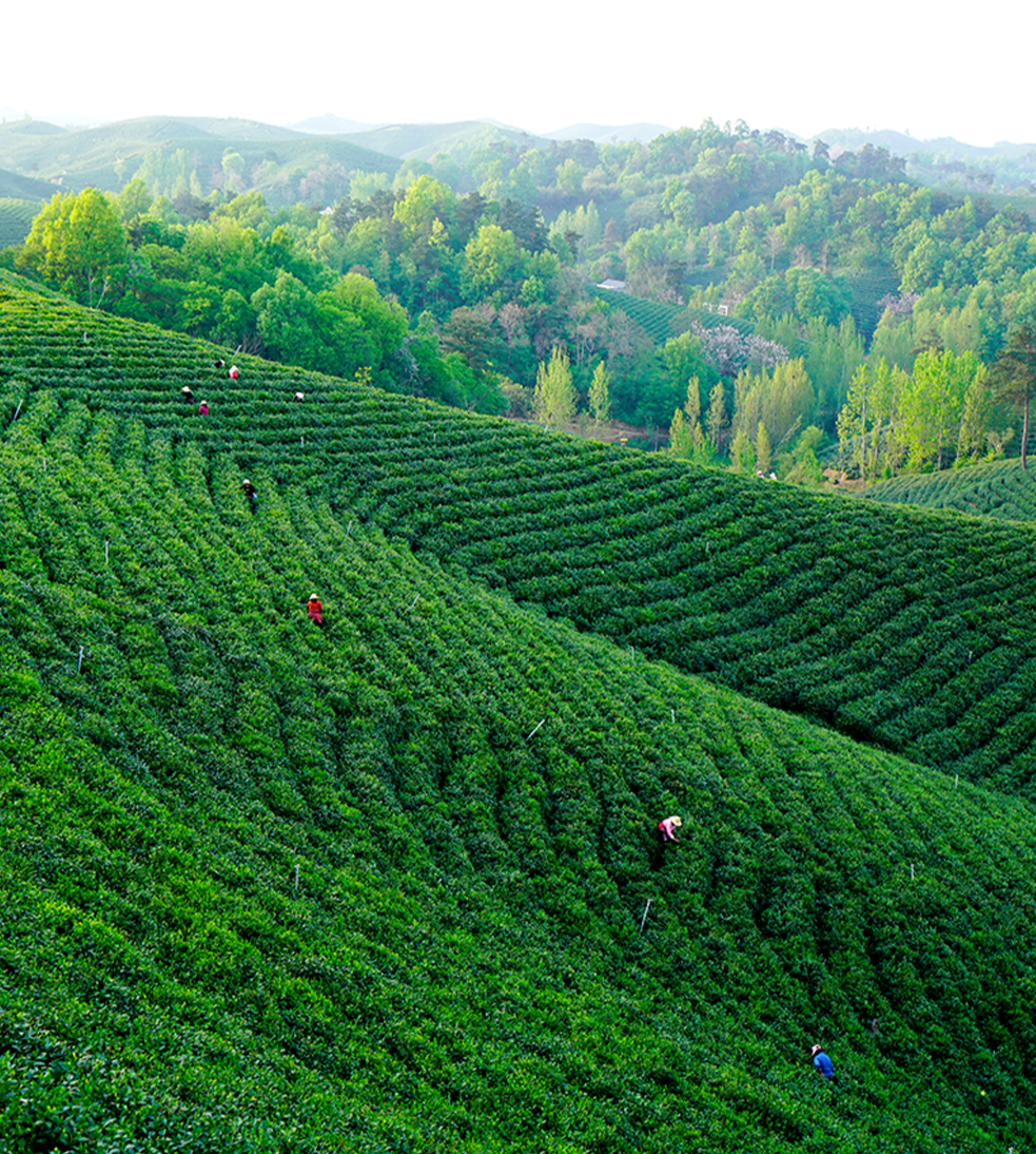 Chinese Green Tea Xinyang Maojian High Mountain Spring Tea