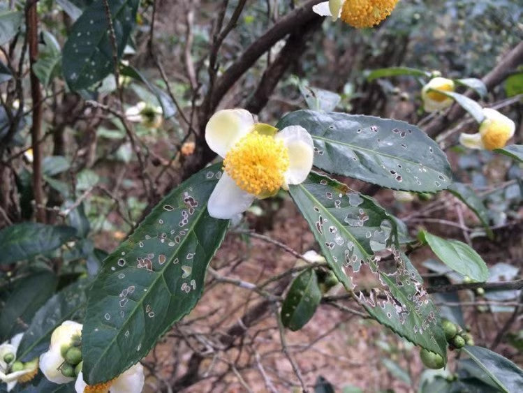 This is Chinese Floral Tea Flower Bud Tea