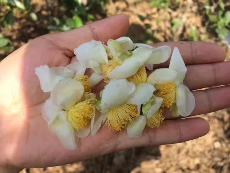 This is Chinese Floral Tea Flower Bud Tea