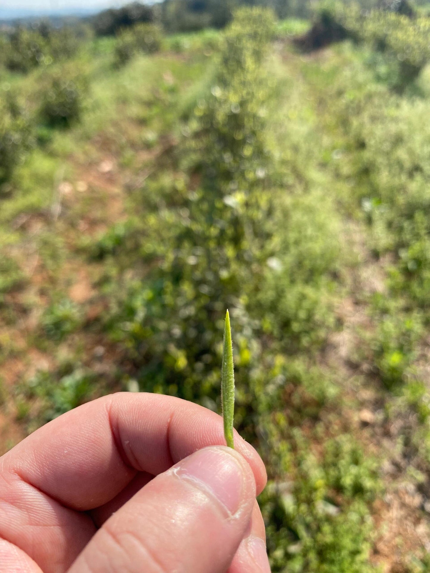 This is Chinese yellow tea Junshan silver needle