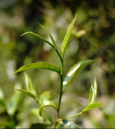 This is Chinese white tea.this is yunnan white tea