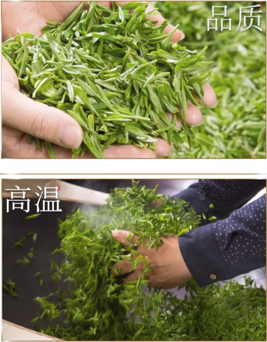 Chinese green tea making craft biluochun