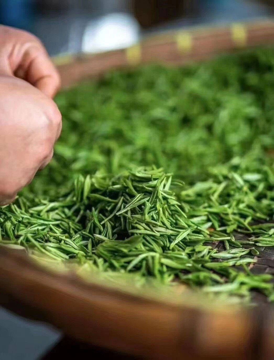 Chinese green tea making craft biluochun