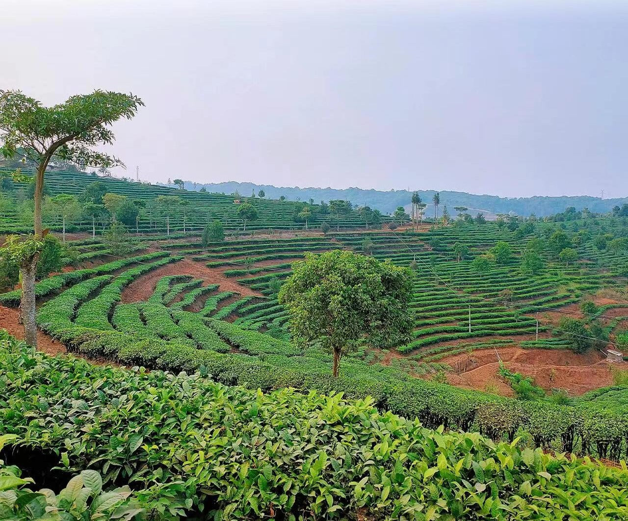 This is Chinese Yunnan green tea