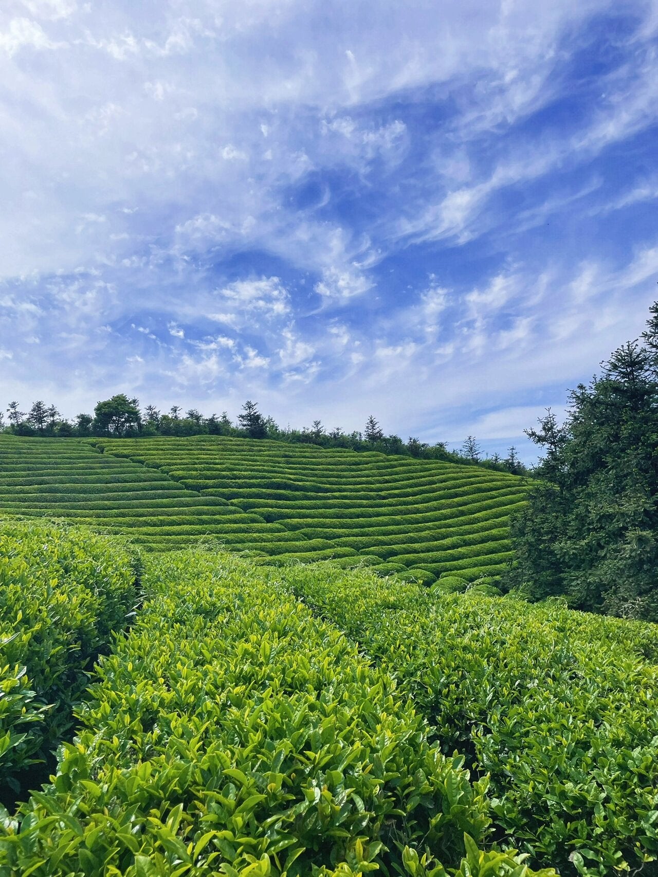 this is Chinese Yunnan Gushu black tea 