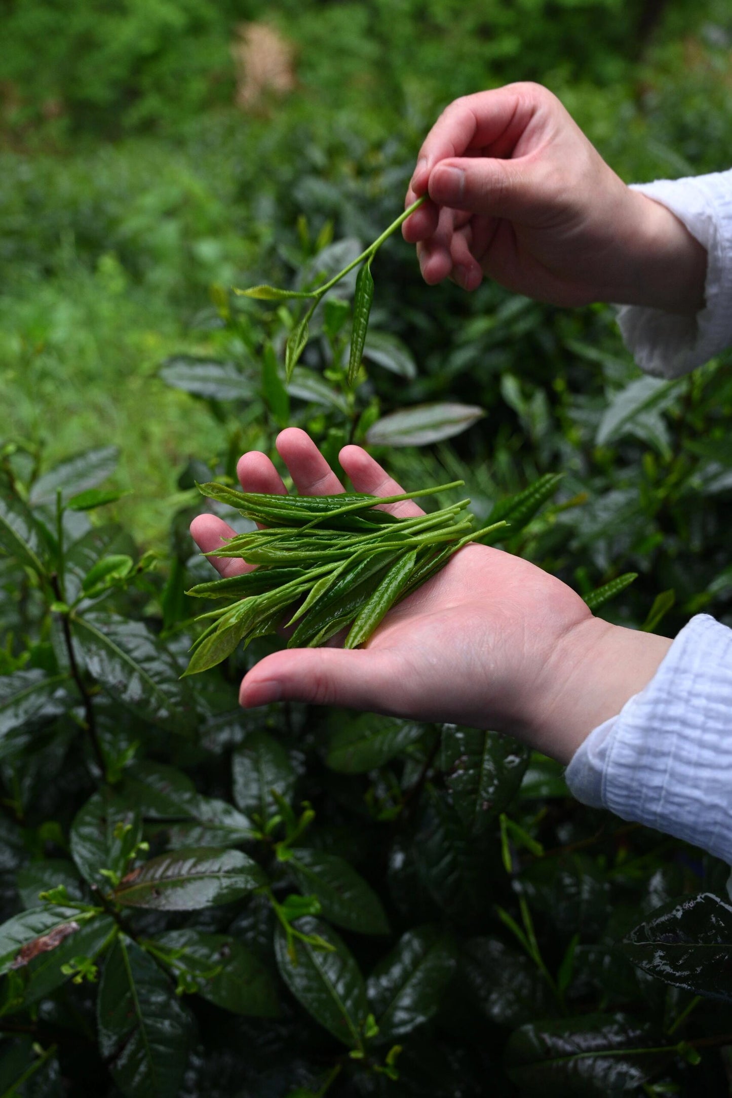 Taiping Houkui Monkey King Tea Good Quality Green Tea Chinese