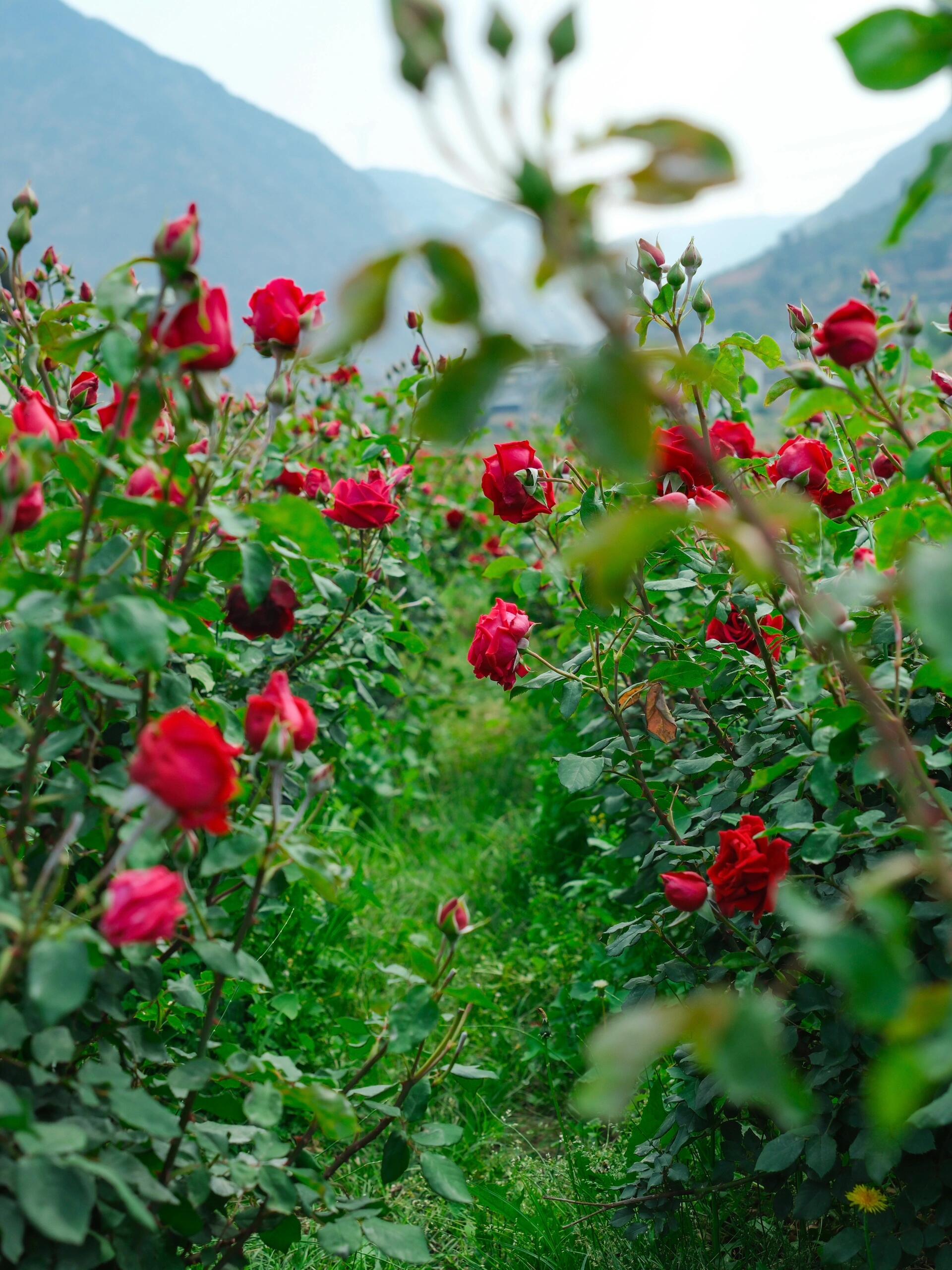 This is Chinese Yunnan dried rose edible rose