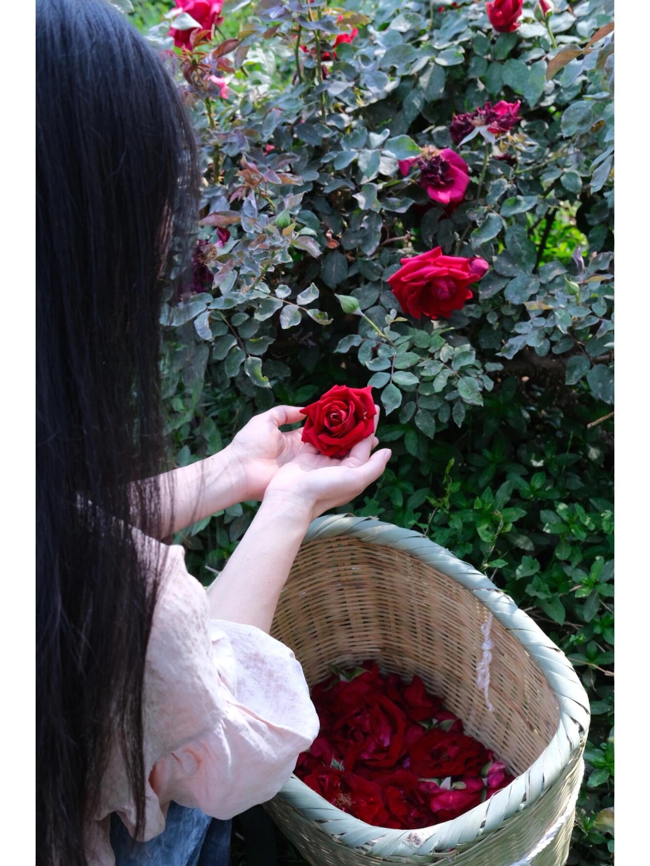 This is Chinese Yunnan dried rose edible rose