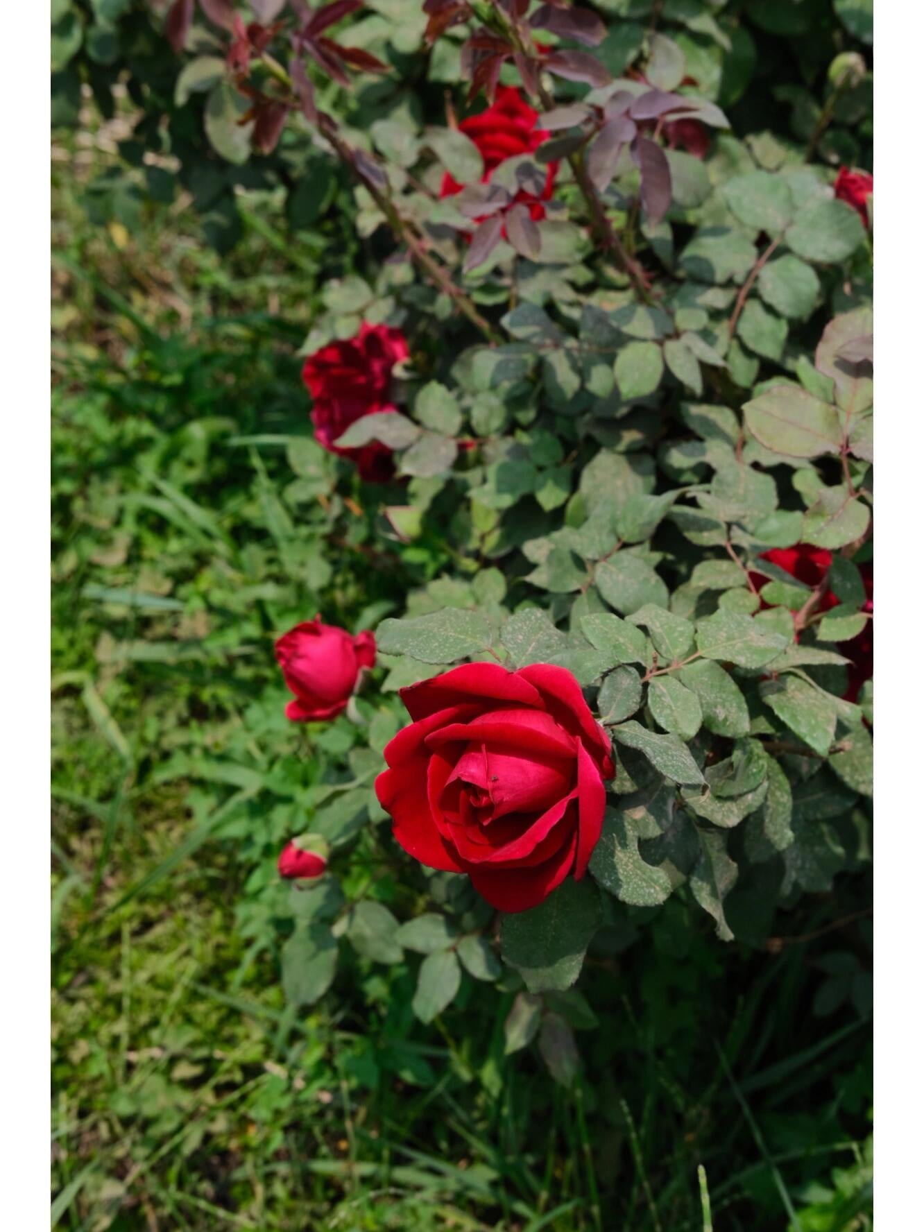 This is Chinese Yunnan dried rose edible rose