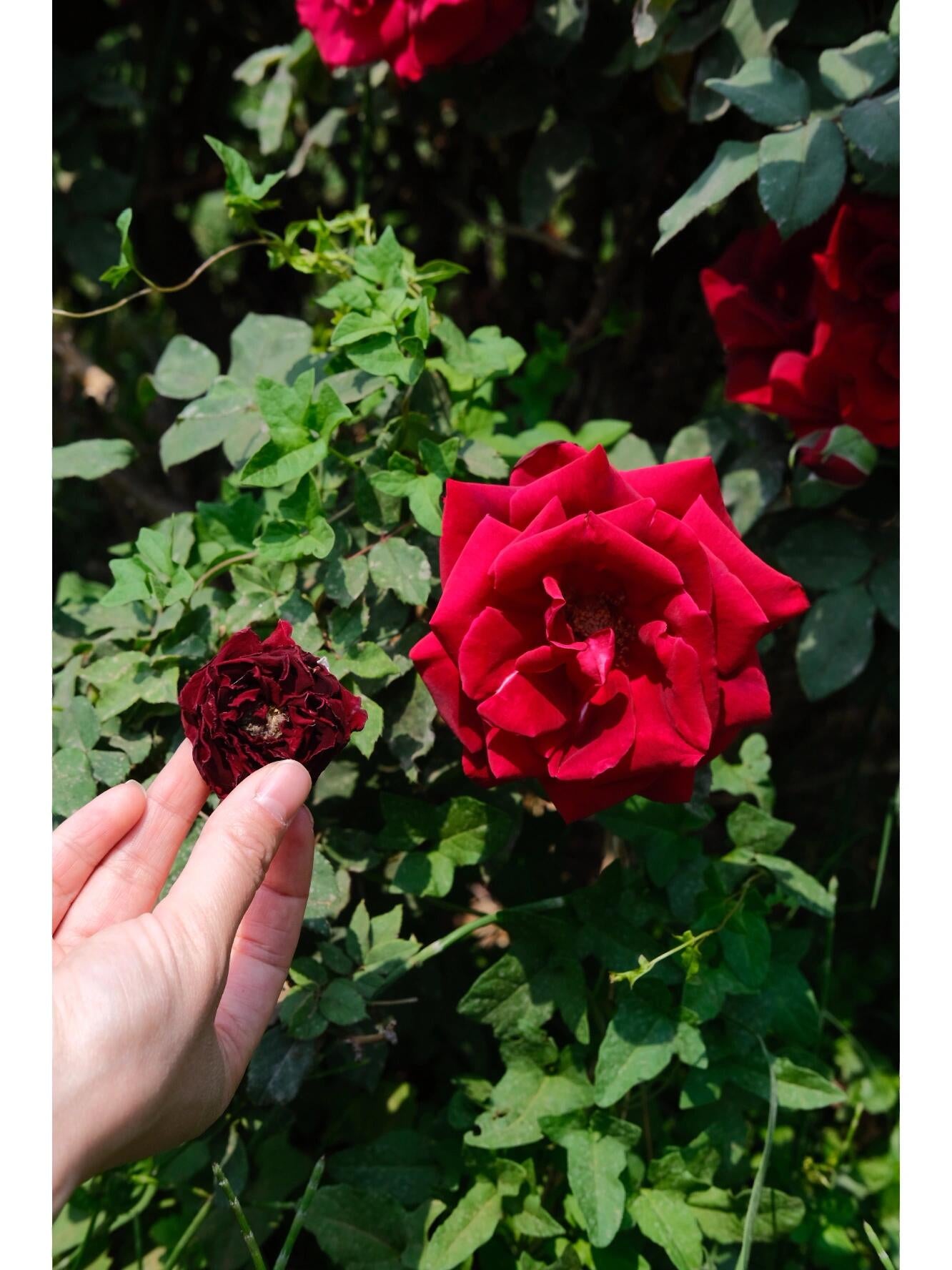 This is Chinese Yunnan dried rose edible rose