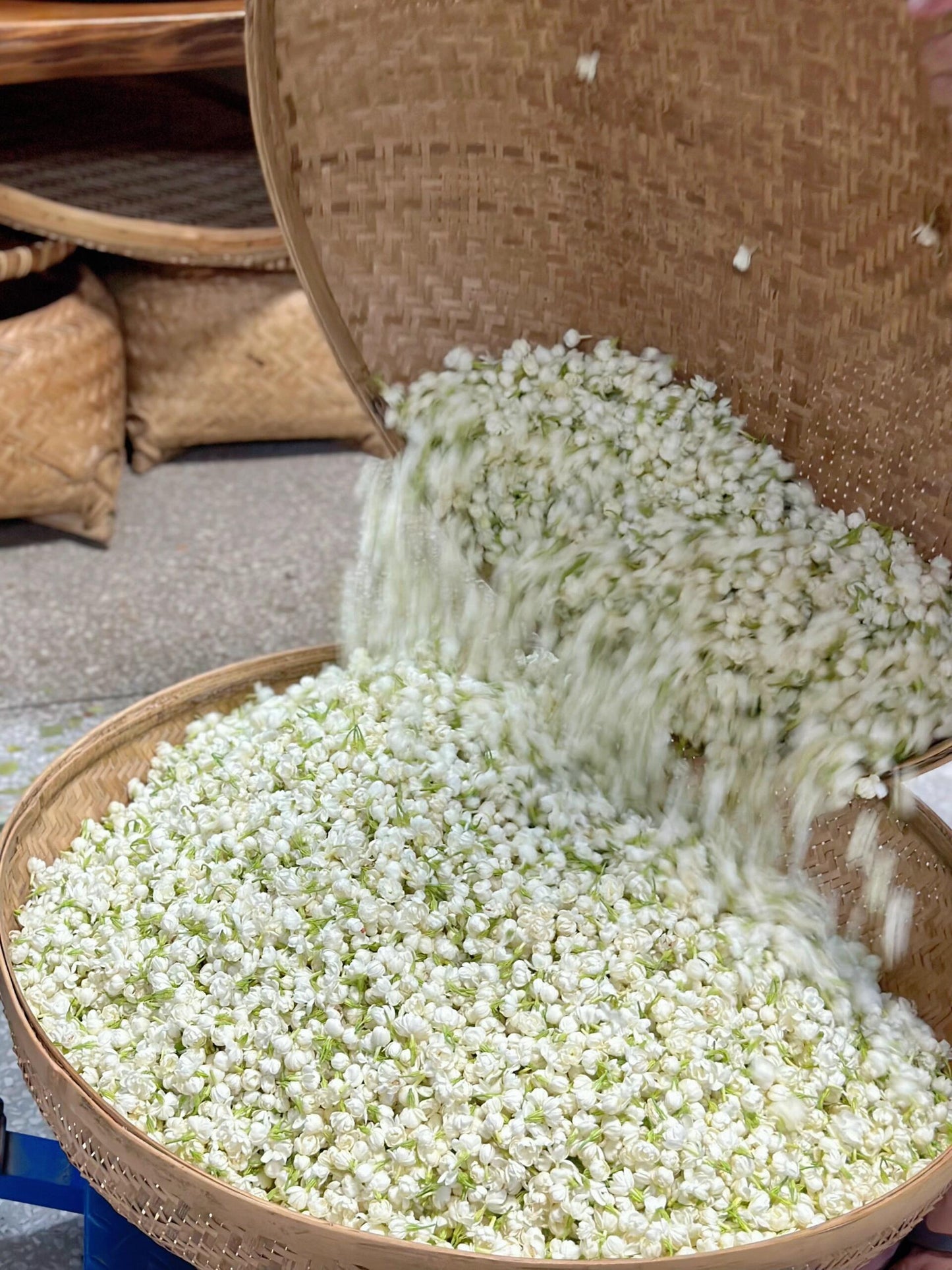 This is Chinese dried jasmine flower bud tea