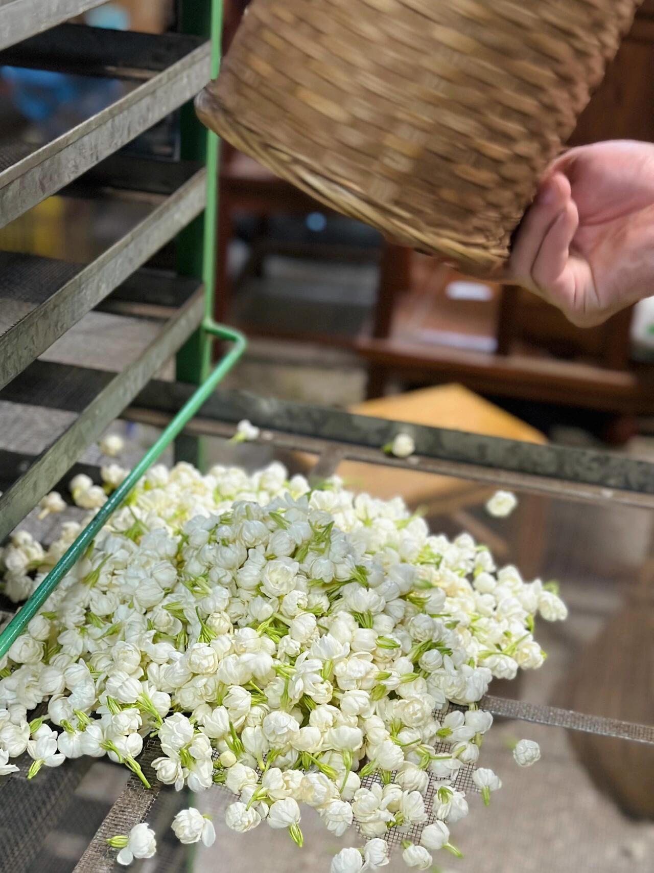 This is Chinese dried jasmine flower bud tea