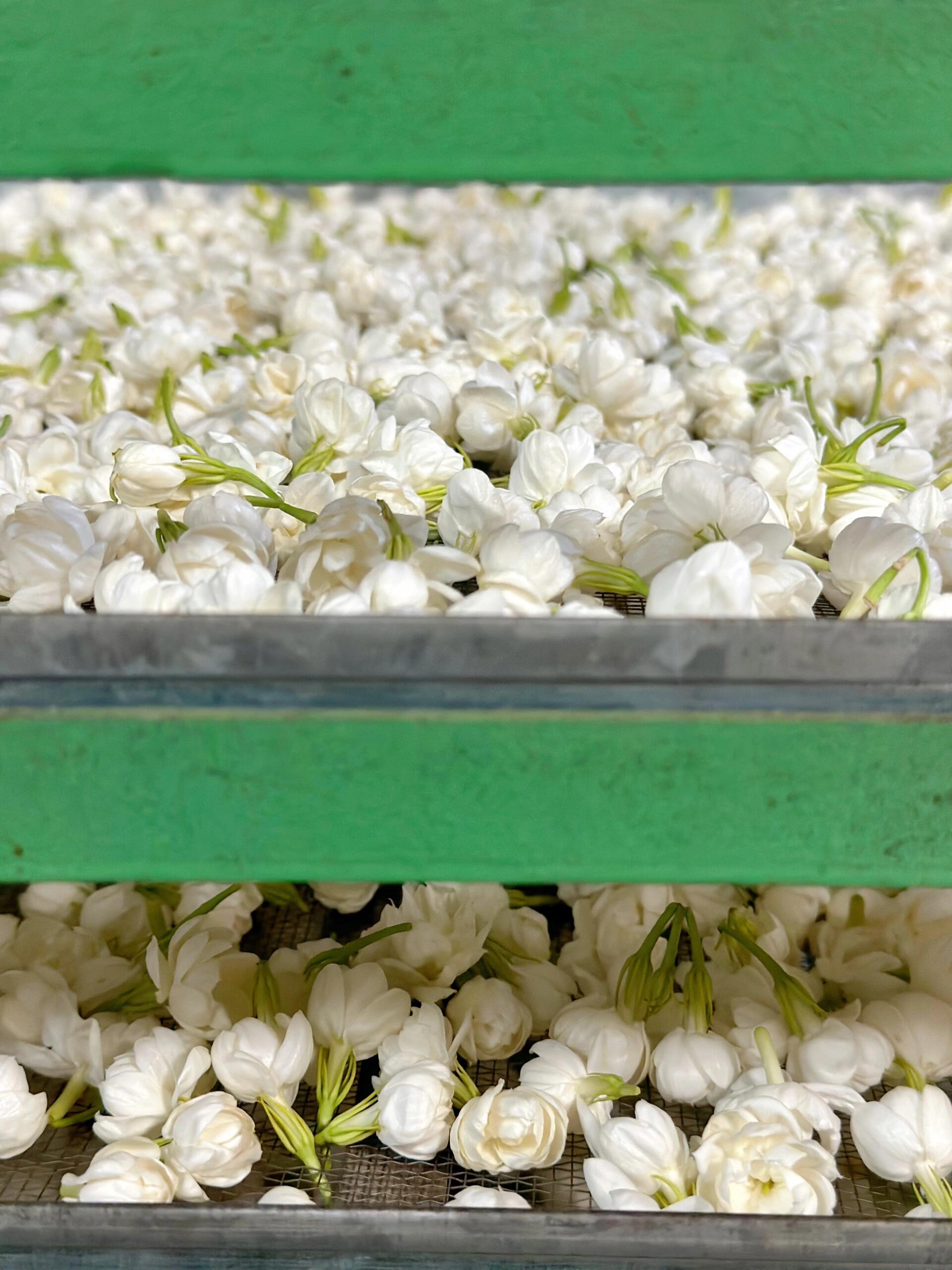 This is Chinese dried jasmine flower bud tea