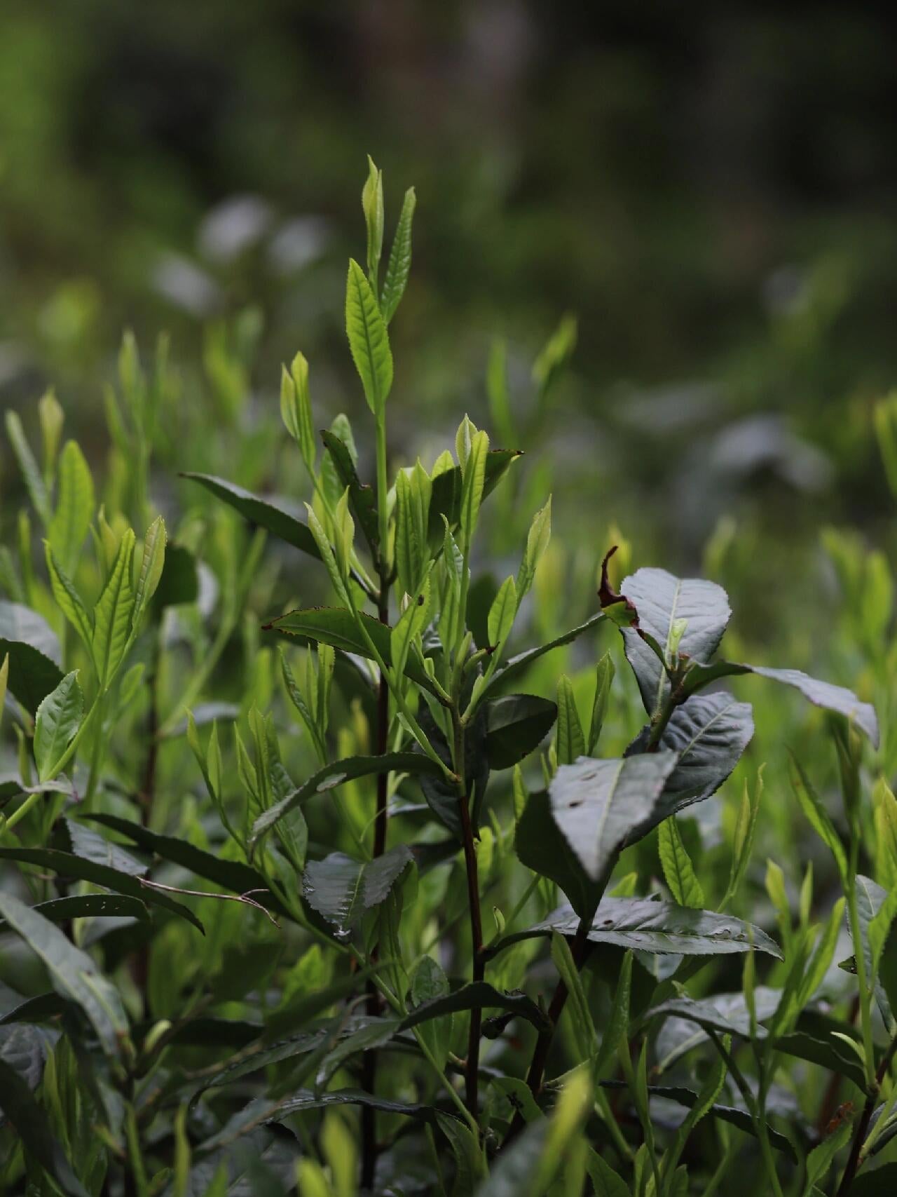 This is Chinese Keemun black tea Qimen black tea