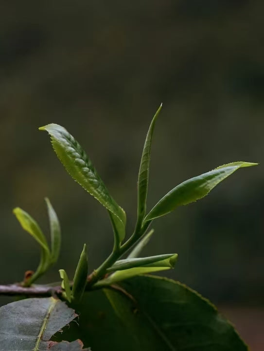 this is Chinese Yunnan Gushu white tea