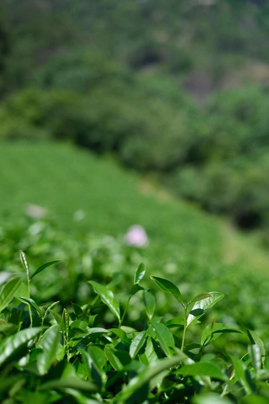 this is Chinese big red robe oolong tea da hong pao