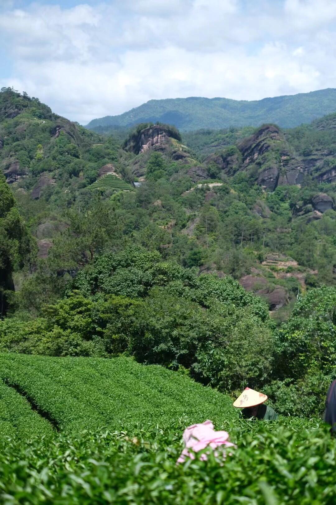 this is Chinese big red robe oolong tea da hong pao