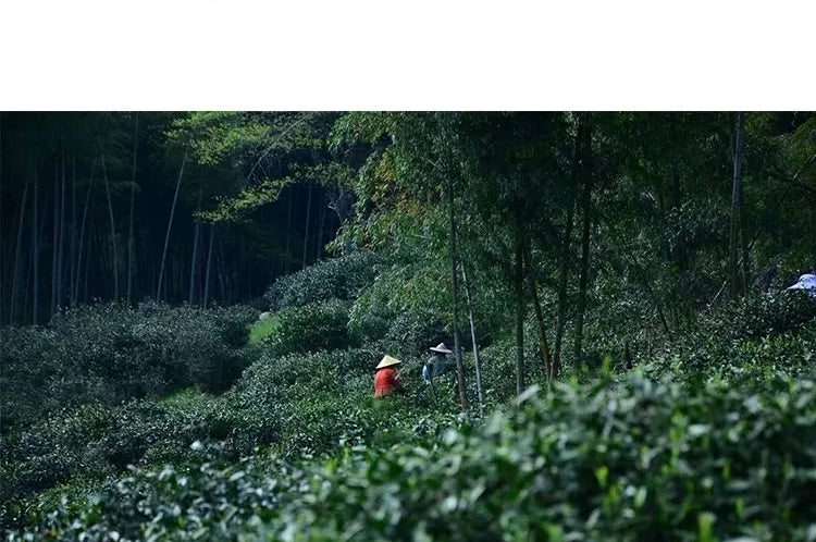 Premium Red Tea Chinese  Authentic Lapsang Souchong Smokless High End Zhengshan Xiaozhong Black Tea