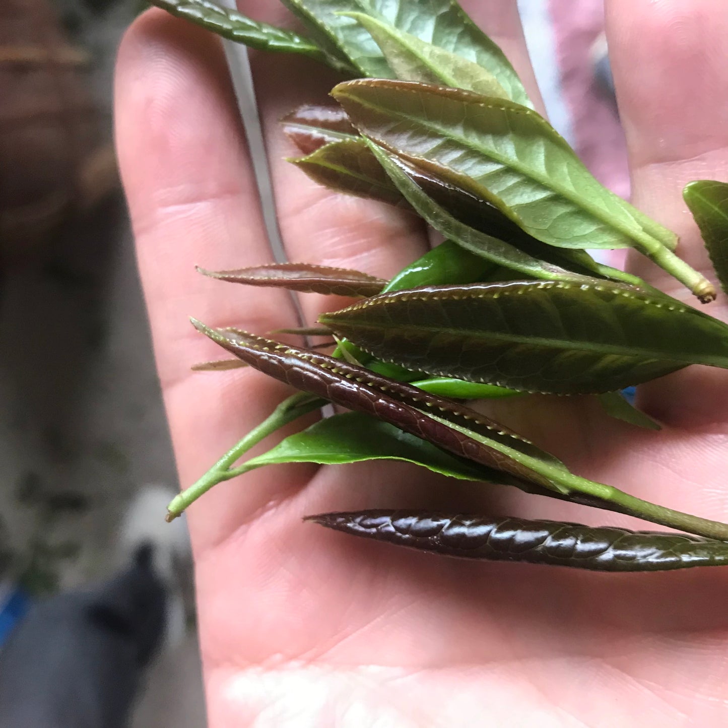 2019 Precious Gongmei White Tea Purple Bud Unique Floral Cai Cha