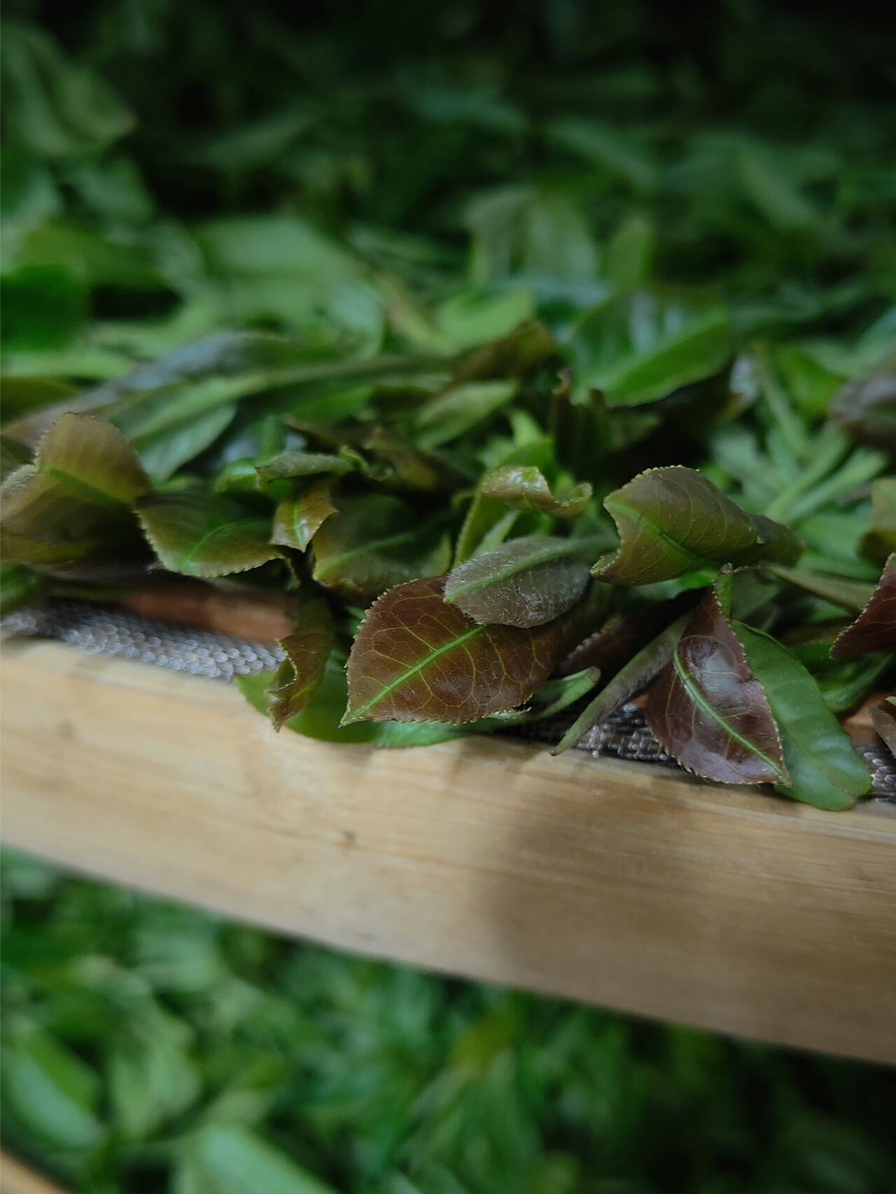 2019 Precious Gongmei White Tea Purple Bud Unique Floral Cai Cha