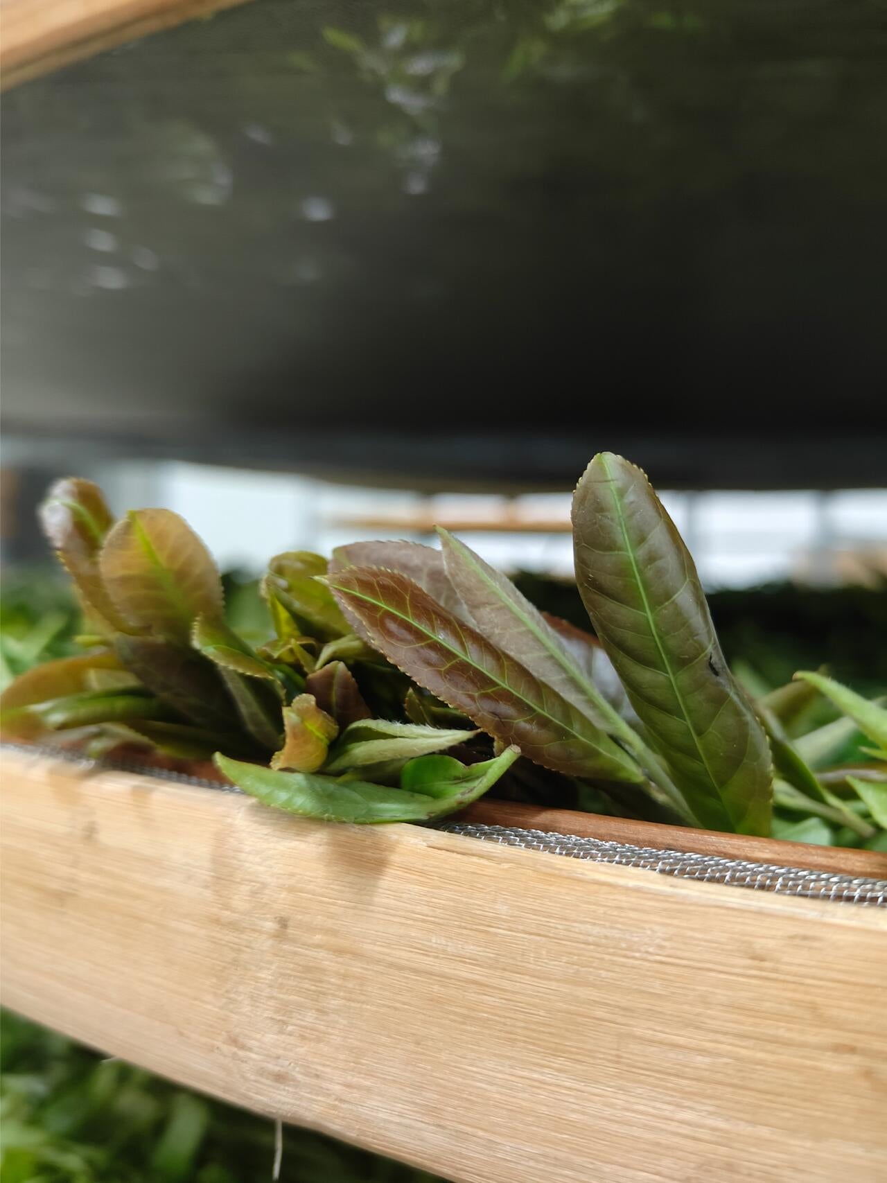 2019 Precious Gongmei White Tea Purple Bud Unique Floral Cai Cha