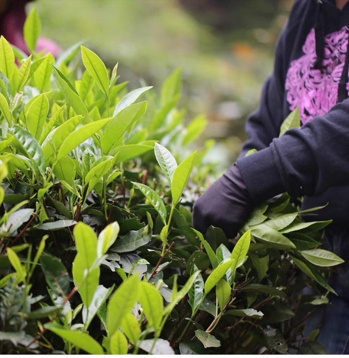 Premium Wuyi Rock Rougui Oolong Cinnamon Flavor High-end Yancha Wulong 50g